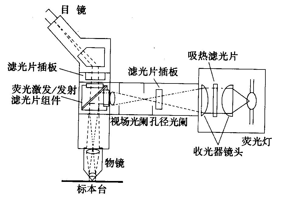 熒光顯微鏡原理圖，激發(fā)濾板和壓制濾色系統(tǒng)